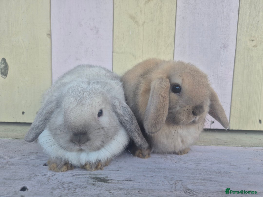 Mini Lop rabbits for sale: 💙 Beautiful and friendly mini lop boys 💙 - Advert 13