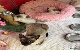 Siamese cats for sale: 2 male sealpoint siamese  - Image 3