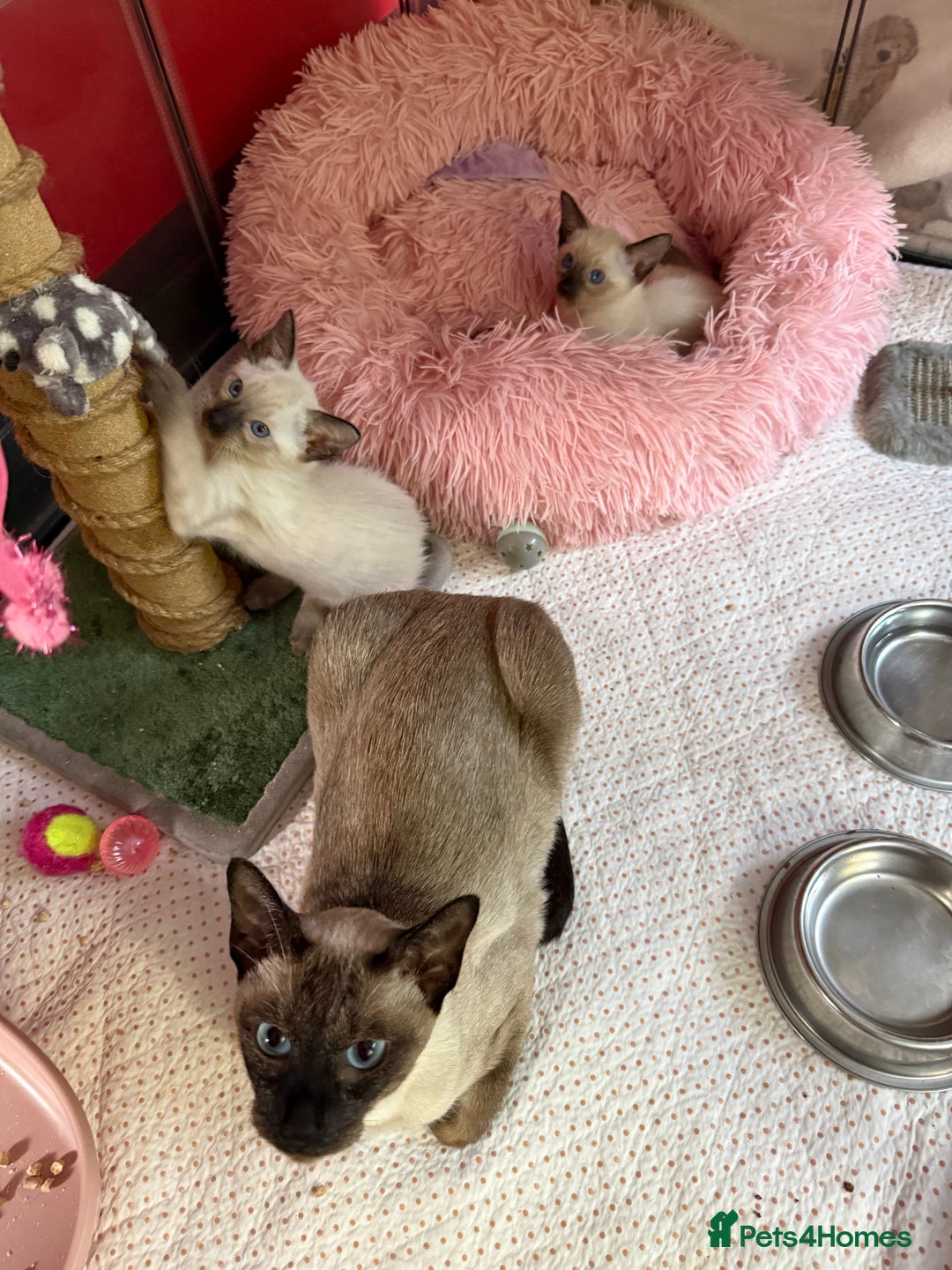 Siamese cats for sale: 2 male sealpoint siamese  - Image 3