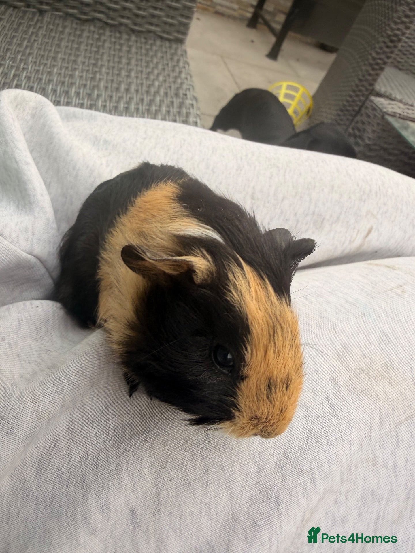 Guinea Pig rodents Baby guinea pigs ready now - Advert 2