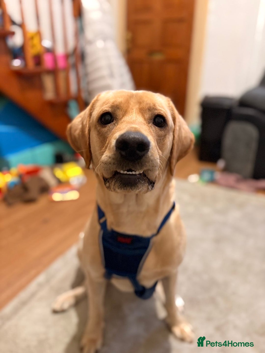 Labrador Retriever dogs for sale: Rehoming for Labrador- please read description.  - Advert 2