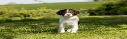 English Springer Spaniel dogs for sale: Fourth generation home bred puppies. in Whitchurch - Advert 12