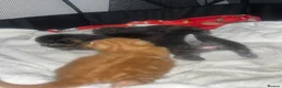 Mixed Breed cats for sale: 4 half Maine Coon kittens  - Advert 23