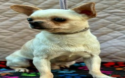 Chihuahua dogs for adoption: Spike’s Story: Small Body, Big Heart - Image 3