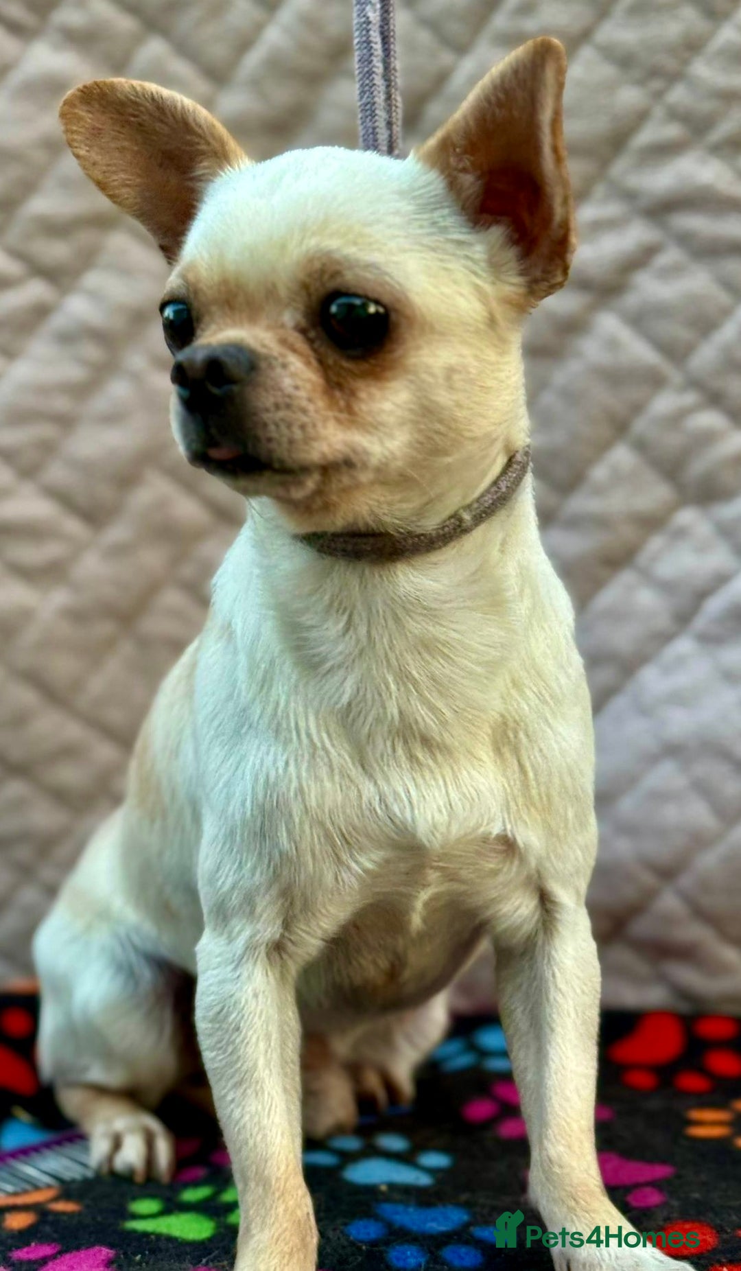 Chihuahua dogs for adoption: Spike’s Story: Small Body, Big Heart - Image 3