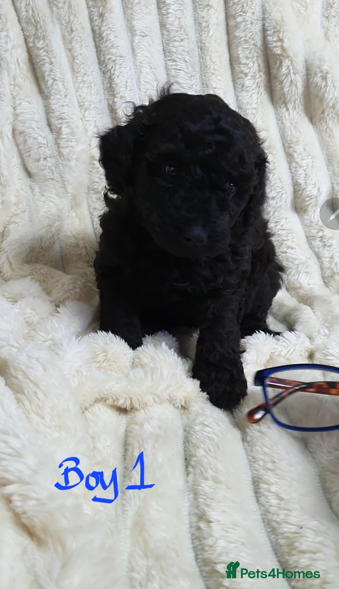 Toy Poodle dogs for sale: Tiny Toy Poodle puppies ready to leave 1st March - Advert 23