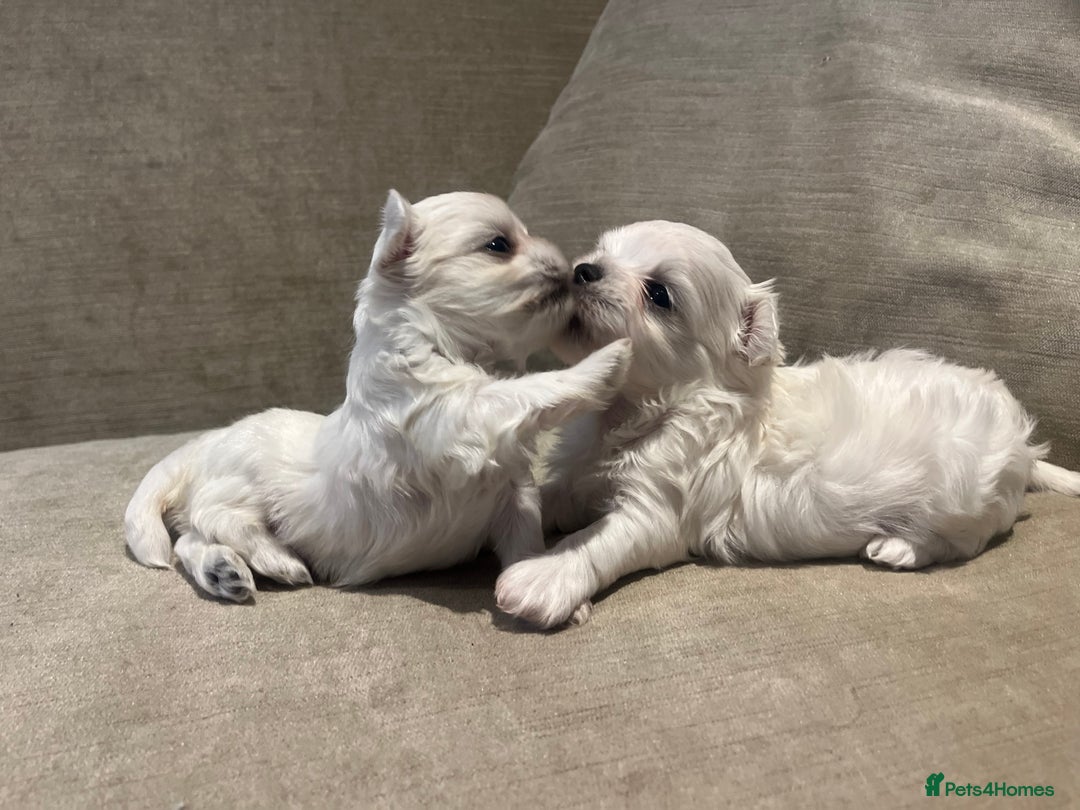Maltese dogs for sale: Tiny Korean Maltese Boys - Advert 20