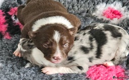 Border Collie dogs for sale: Border collie puppies  - Image 3