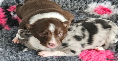 Border Collie dogs - Advert 1
