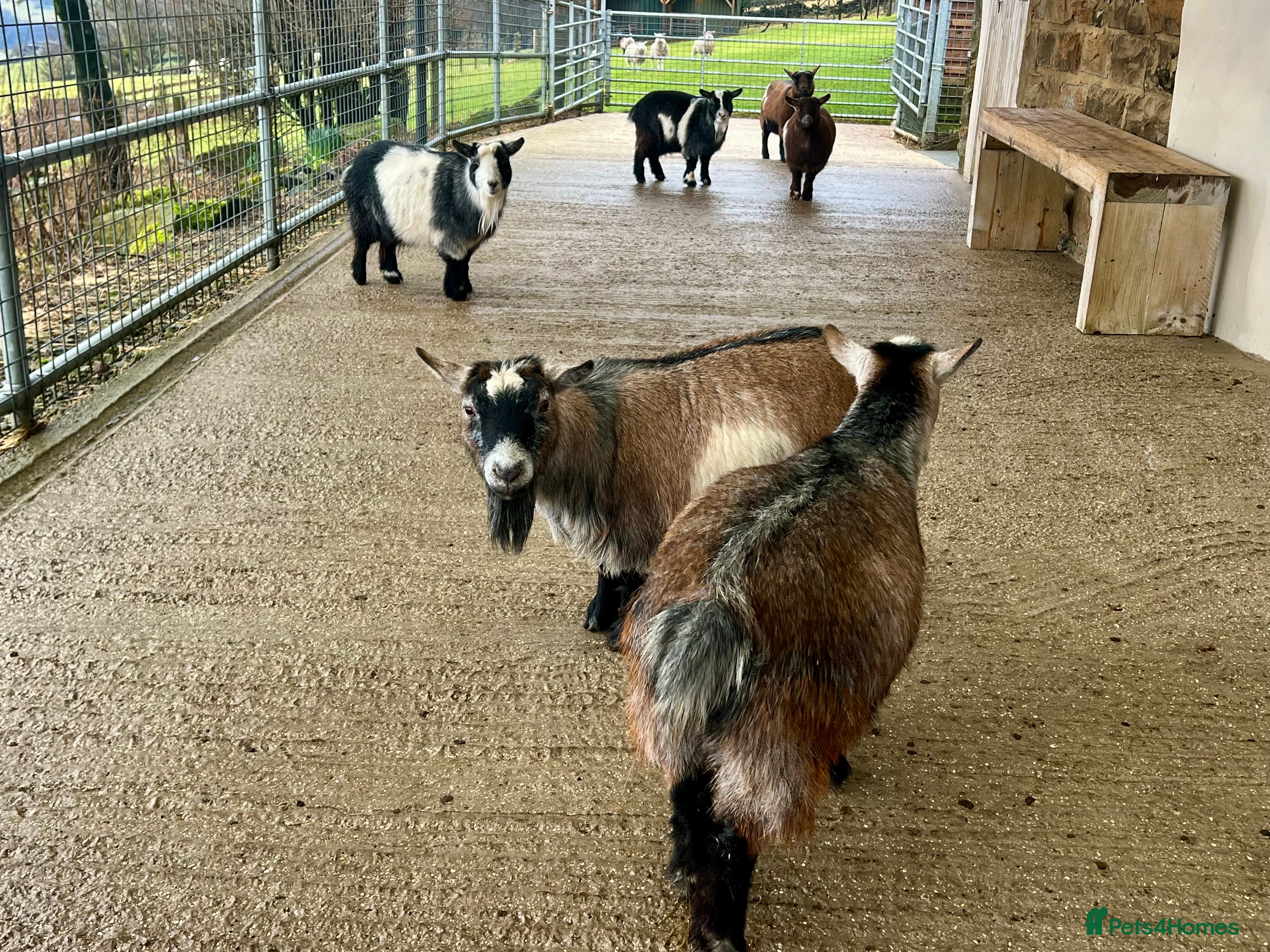 Goats livestock Pygmy goats, disbudded nanny’s  - Advert 7