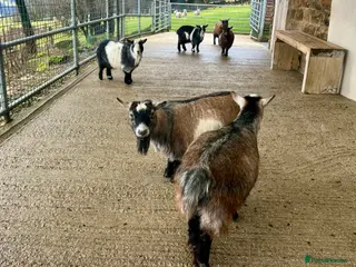 Goats livestock Pygmy goats, disbudded nanny’s - Advert 7
