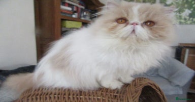 Persian cats - Advert 12