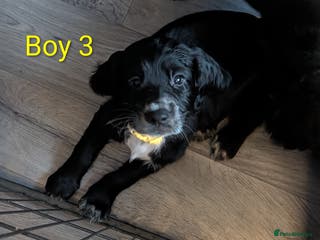Sprocker dogs Chunky Sprocker Spaniel puppies - Advert 2