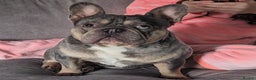 French Bulldog dogs for stud: Blue and tan quad merle in Sheffield - Advert 1
