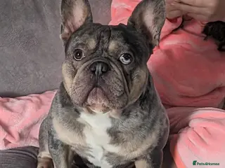 French Bulldog dogs Blue and tan quad merle in Sheffield - Advert 2
