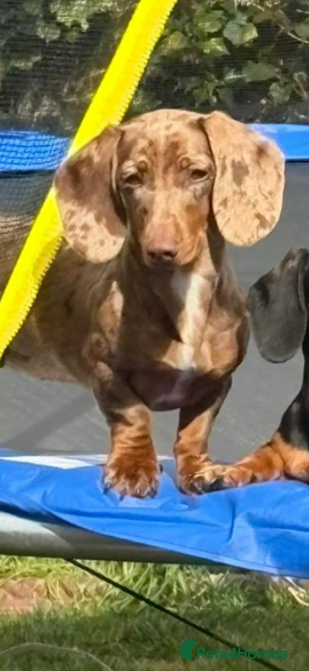Dachshund dogs for sale: 3 beauifil dachshund puppys  - Advert 20