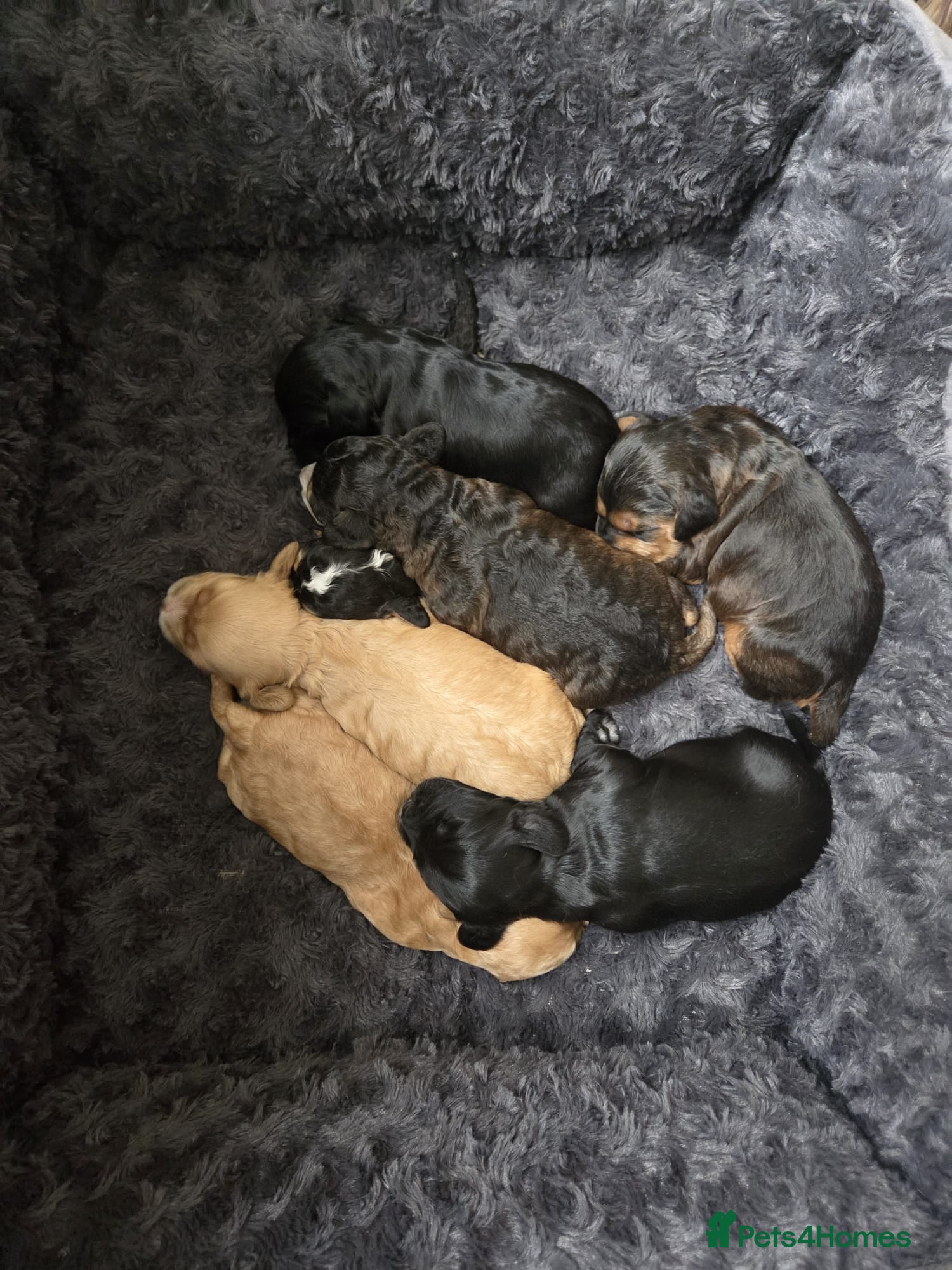 Cockapoo dogs Cockapoo puppies - Advert 6