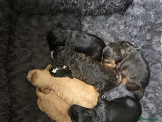 Cockapoo dogs Cockapoo puppies - Advert 6