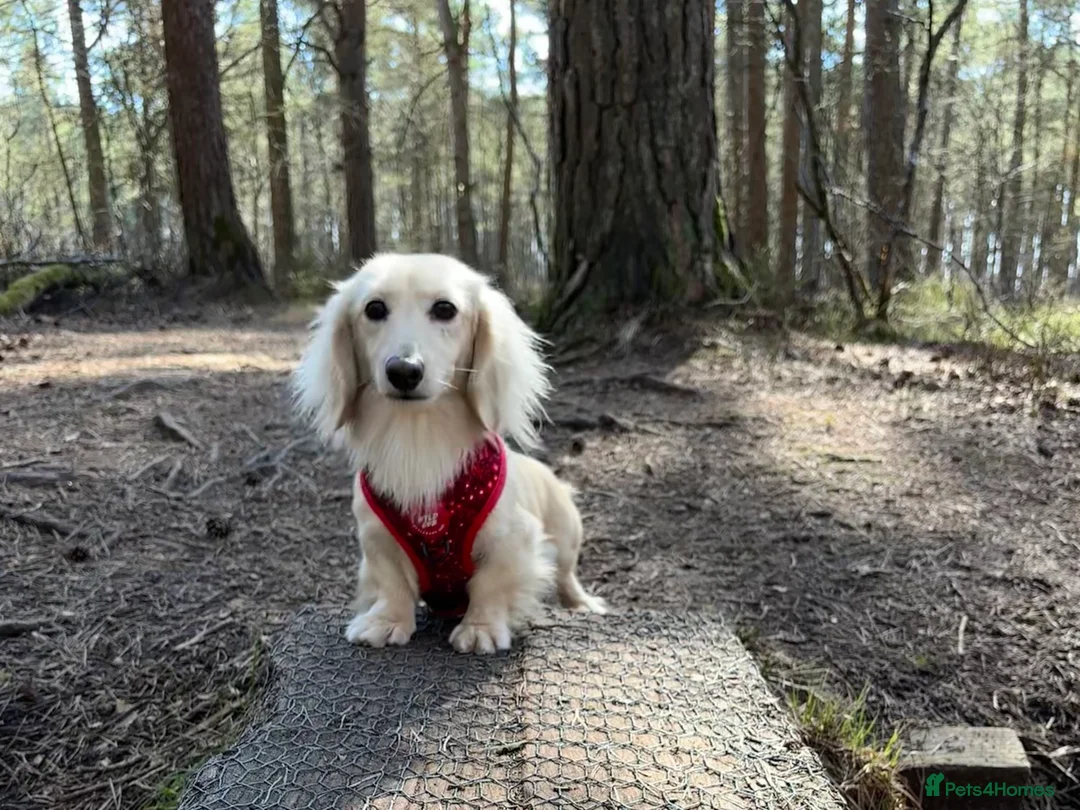 Miniature Dachshund dogs for stud: Miniature Cream Long Haired kc Reg PRA Clear in Penrith - Advert 1