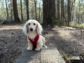 Miniature Dachshund dogs Miniature Cream Long Haired kc Reg PRA Clear in Penrith - Advert 3