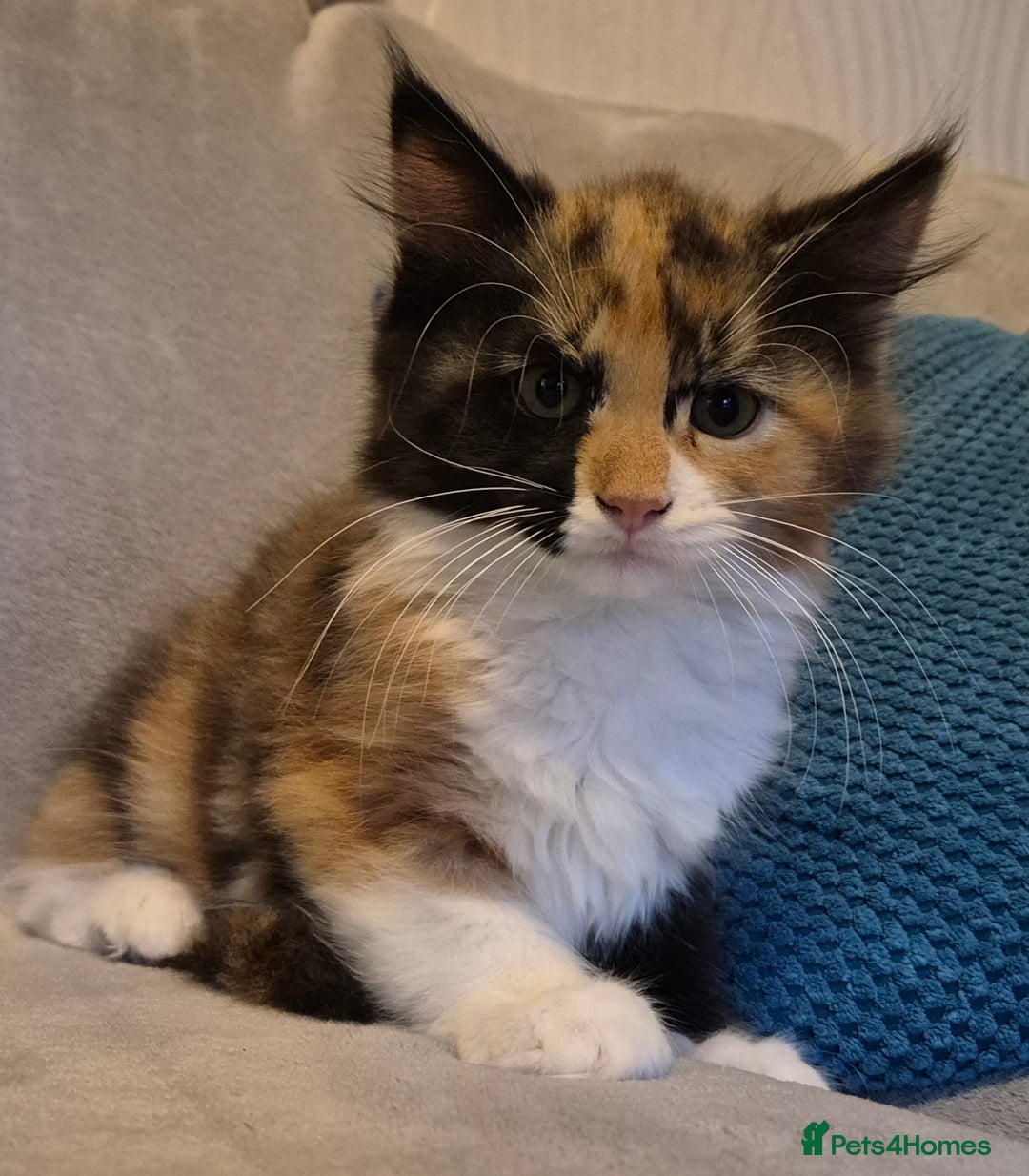Maine Coon cats for sale: 🐱 MAINE COON FEMALE  READY NOW🐱 - Image 1
