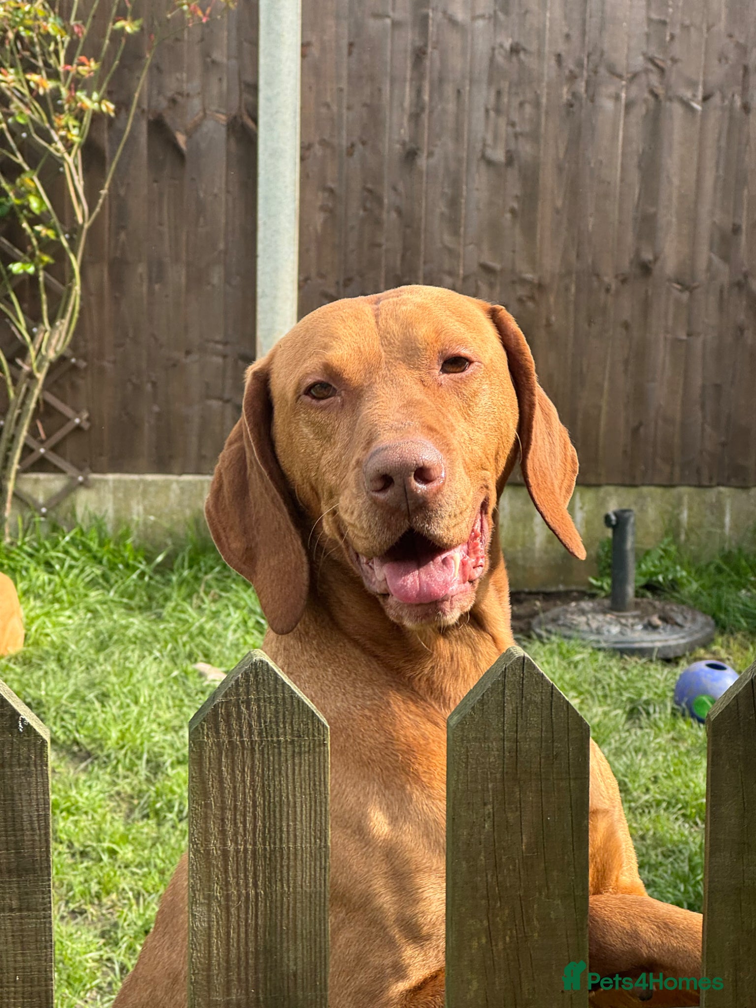 Hungarian Vizsla dogs KC reg  Champion sired imported stud stud - Advert 4