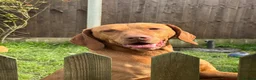 Hungarian Vizsla dogs for stud: KC reg  Champion sired imported stud stud - Advert 2