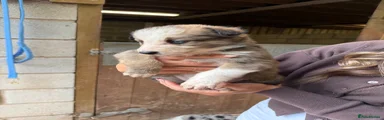 Mixed Breed Puppy 4