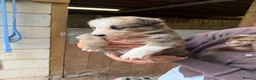 Mixed Breed dogs for sale: Collie puppies  - Advert 12