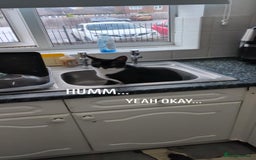 Mixed Breed cats for sale: 9 month old male kitten - Advert 2