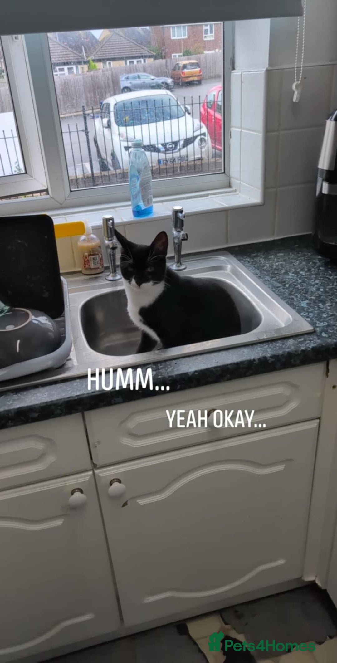 Mixed Breed cats for sale: 9 month old male kitten - Advert 2