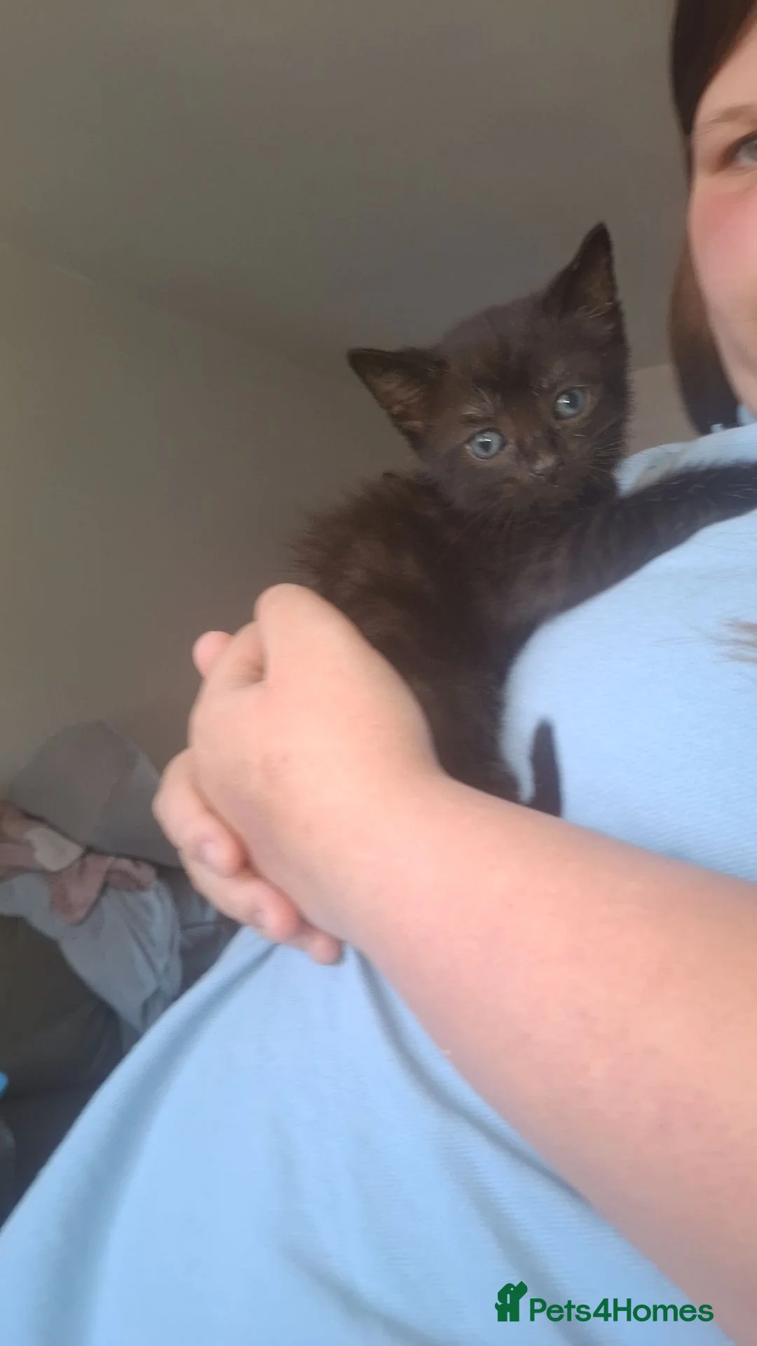 Mixed Breed cats for sale: Beautiful kittens for sale ready for home 17th May - Advert 1