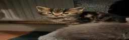 Domestic Shorthair cats for sale: Tabby kittens  - Advert 5