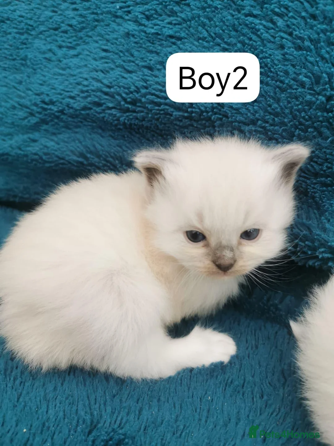 Siberian cats for sale: Registered Siberian Neva Kittens  - Advert 14