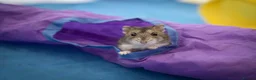 Hamster rodents for sale: Lovely female Russian hamster with set up  - Advert 1