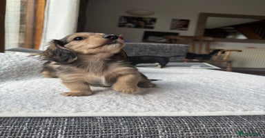 Mixed Breed dogs - Advert 13