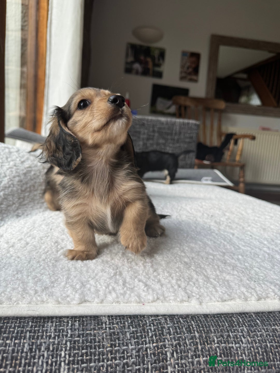 Mixed Breed dogs for sale: Miniature longhair dachshund  - Image 3