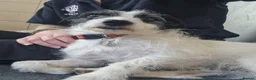 Mixed Breed dogs for adoption: Scamp - Advert 2