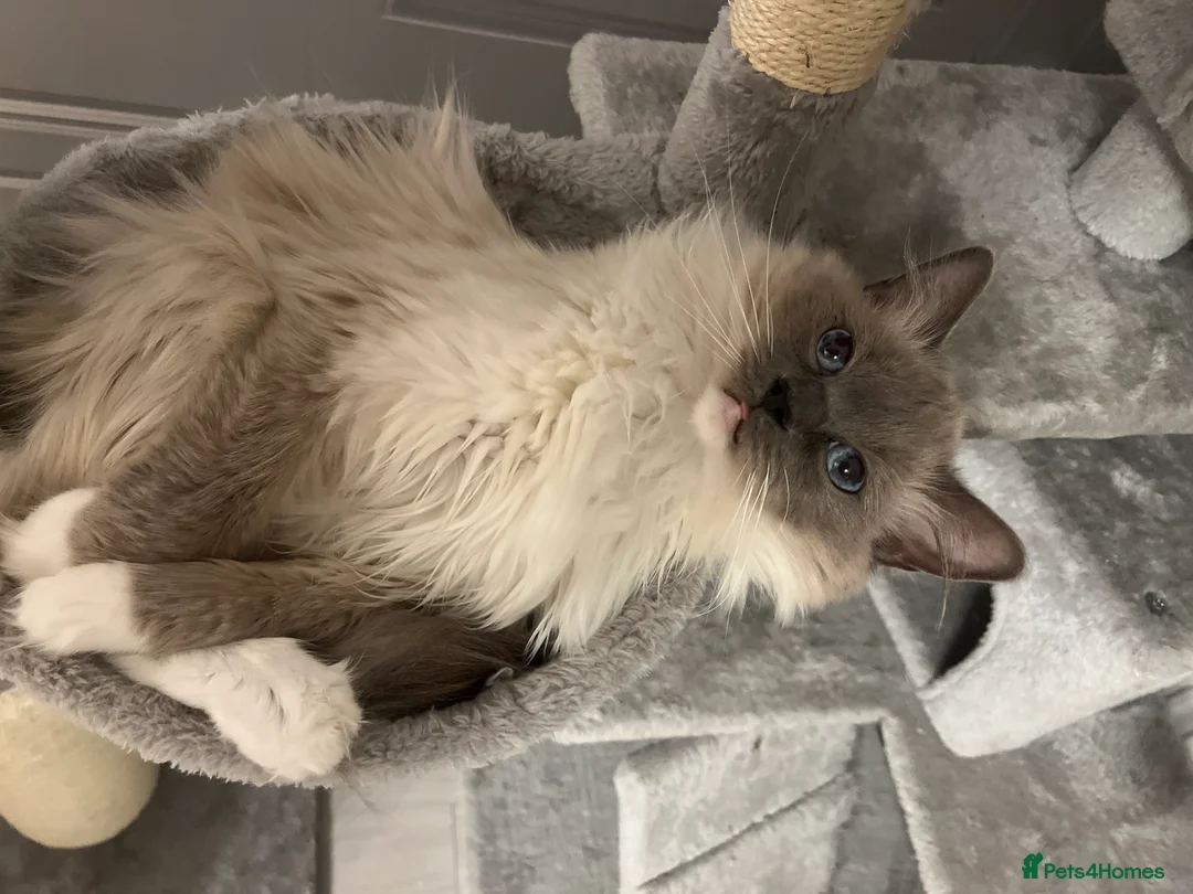 Ragdoll cats for sale: Un spayed female ragdoll  - Advert 2