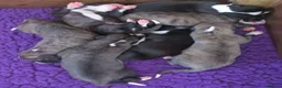Whippet dogs for sale: Celticmoon KC Whippet Puppies - Advert 1
