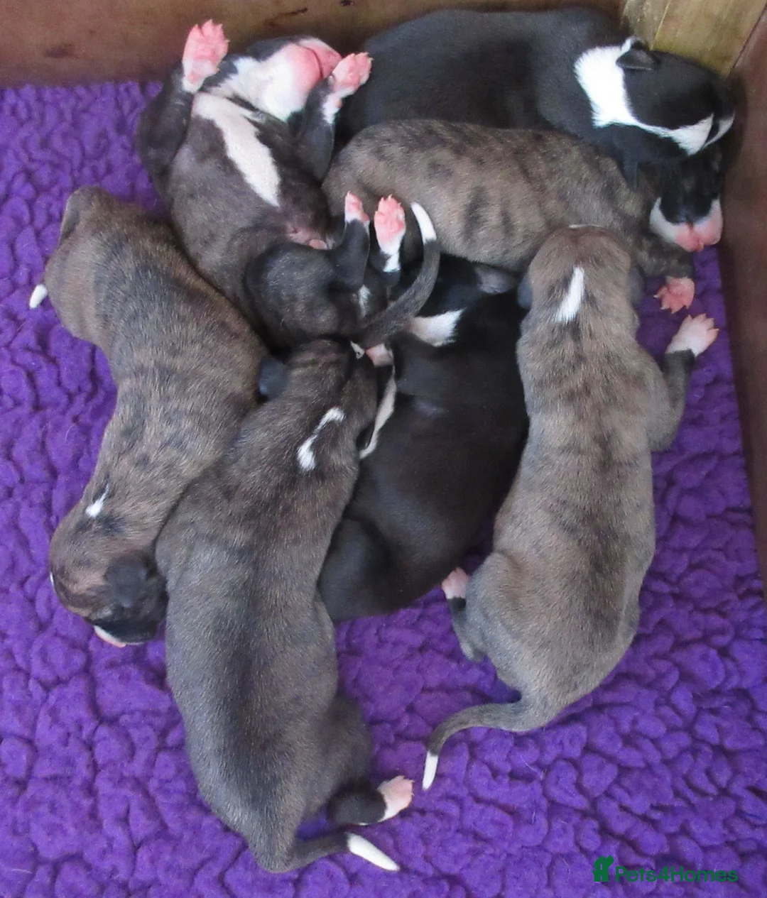 Whippet dogs for sale: Celticmoon KC Whippet Puppies - Advert 1