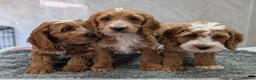 Cockapoo dogs for sale: Beautiful red pups from health tested parents - Advert 8