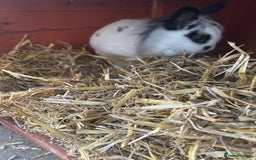 Mixed Breed rabbits for sale: 2 female rabbits  - Image 5
