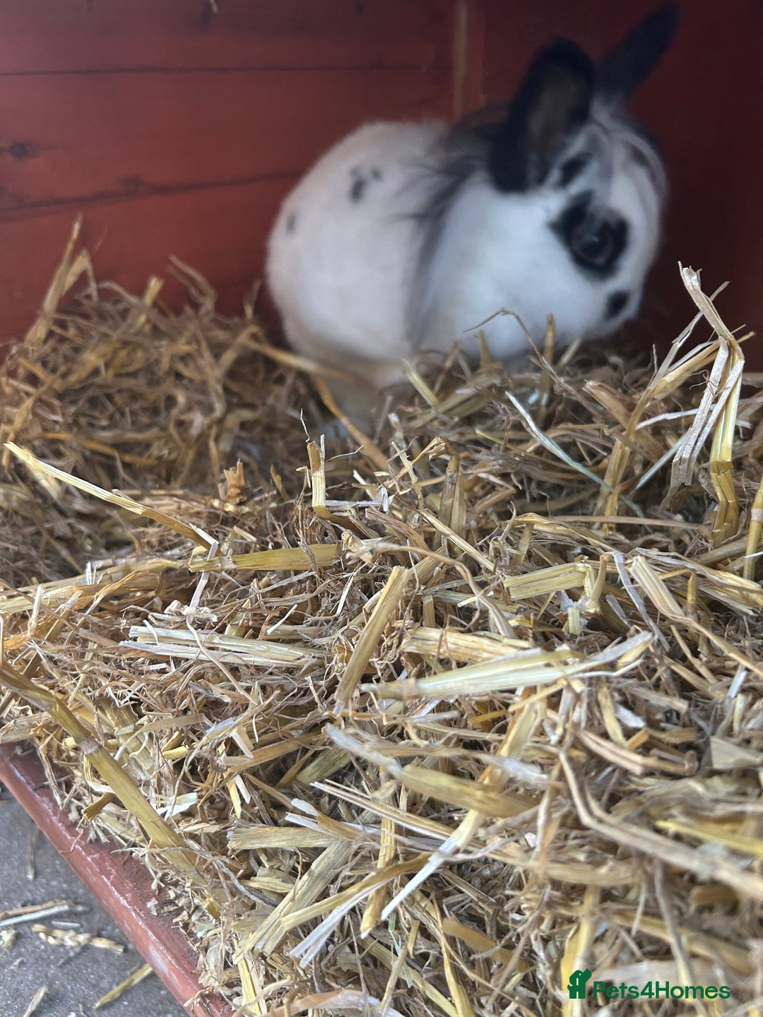Mixed Breed rabbits for sale: 2 female rabbits  - Image 5