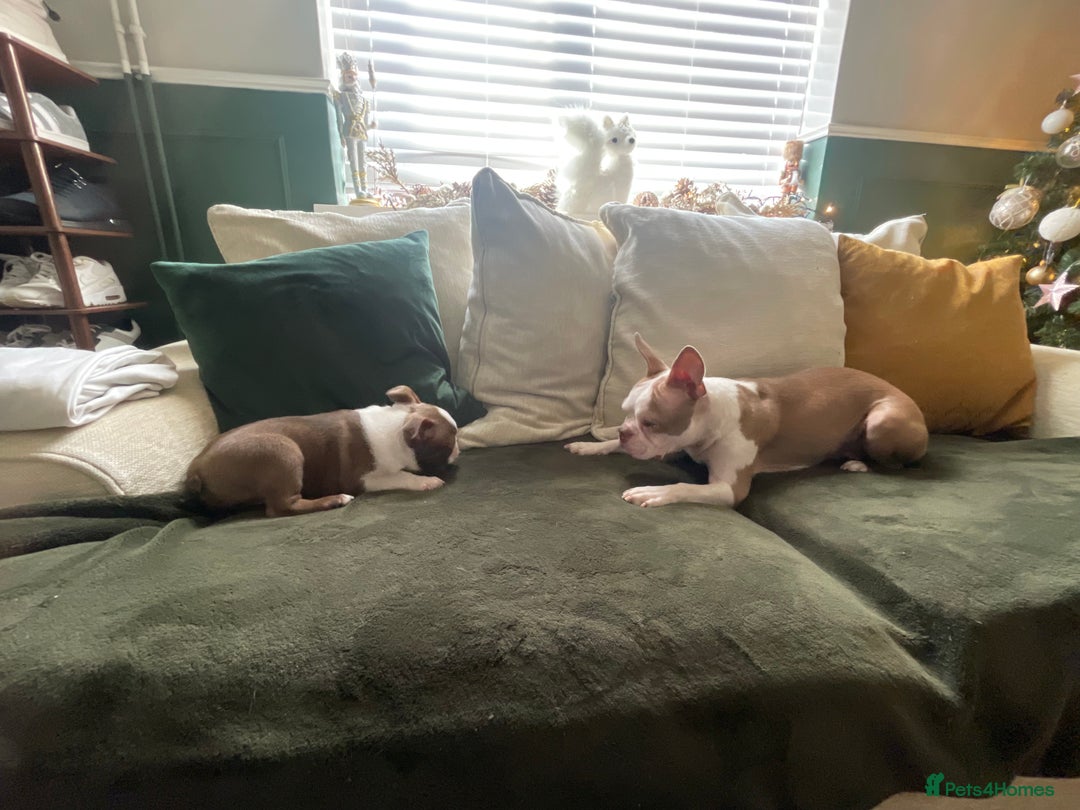 Boston Terrier dogs for sale: 1 brown boy Boston puppy available now  - Advert 4