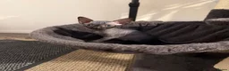 Sphynx cats for sale: Beautiful female baby Sphynx for sale  in Leicester - Advert 10