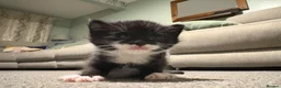 Mixed Breed cats for sale: 1 male kitten available  in Tamworth - Advert 3