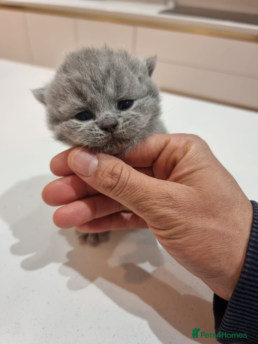 British Shorthair cats for sale: Stunning British Short Hair Kittens - Advert 7