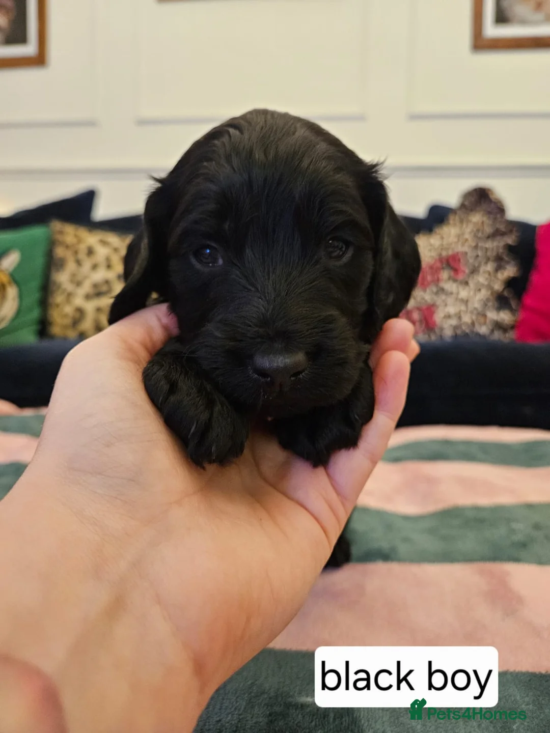 Sproodle dogs for sale: Sproodle puppies  - Advert 15