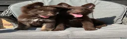 German Shepherd dogs for sale: CHOCOLATE AND TAN LONG COATED GERMAN SHEPARDS  in West Malling - Advert 25